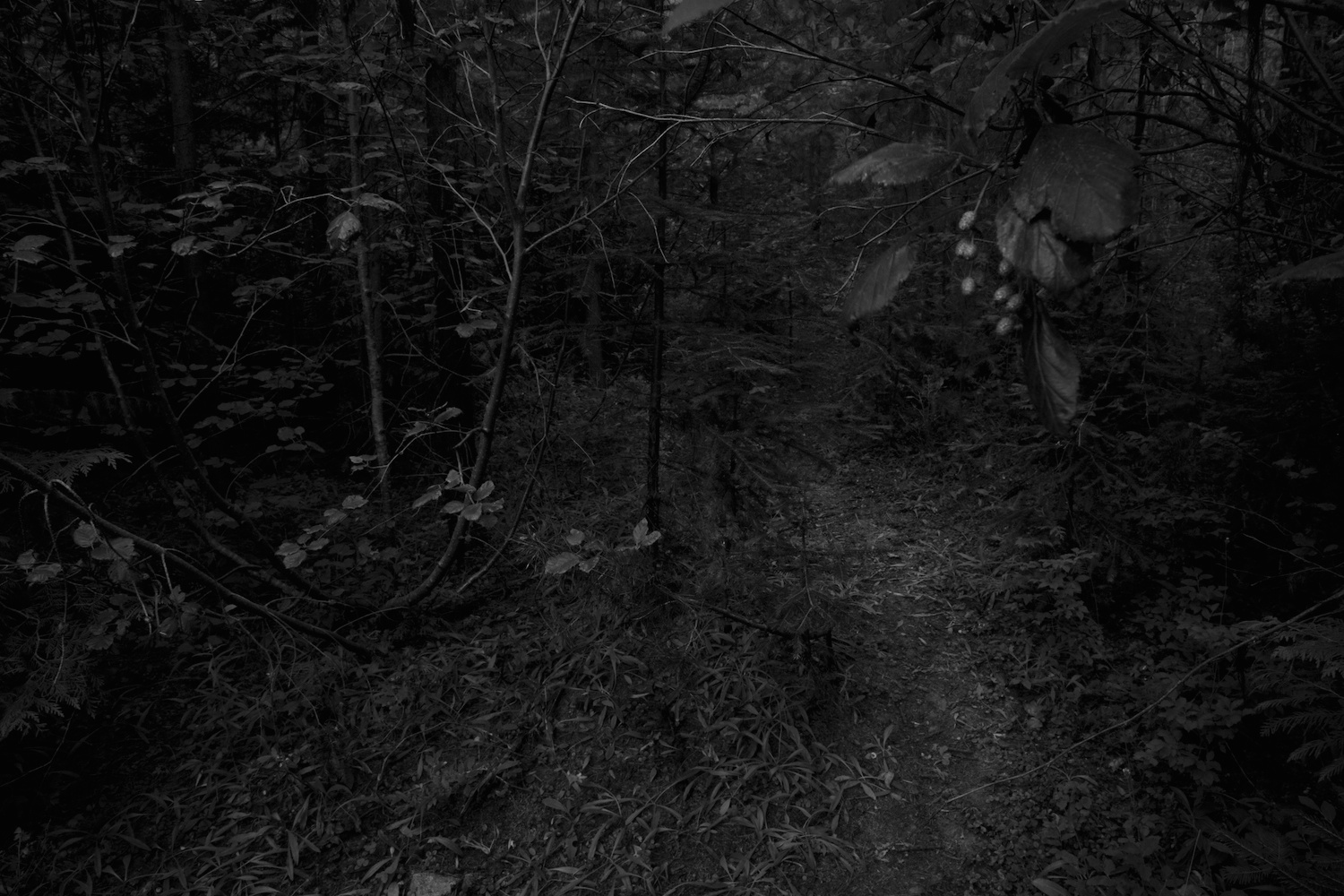 THE FOREST — KEN ROSENTHAL THE FOREST — KEN ROSENTHAL